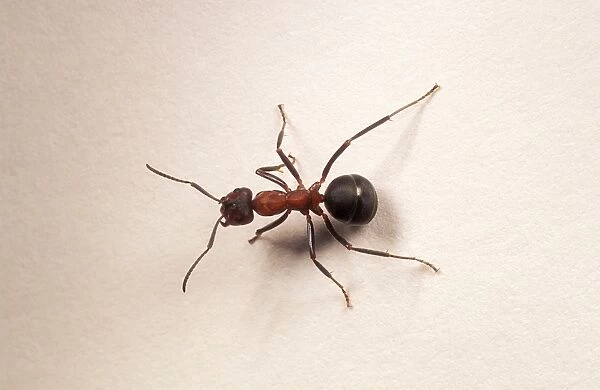 Wood Ant Single, UK