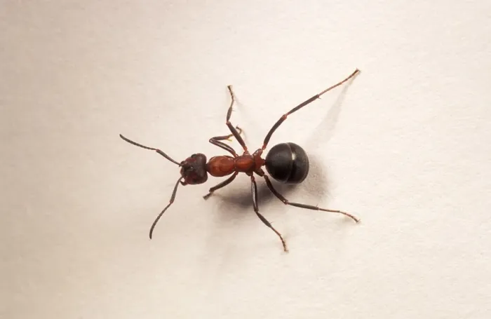 Framed Print : Wood Ant Single, UK Framed Print : Wood Ant Single, UK