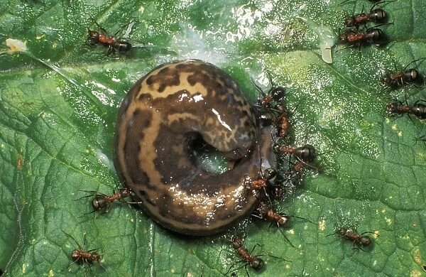 Wood ANTS - attacking slug and getting covered in slime