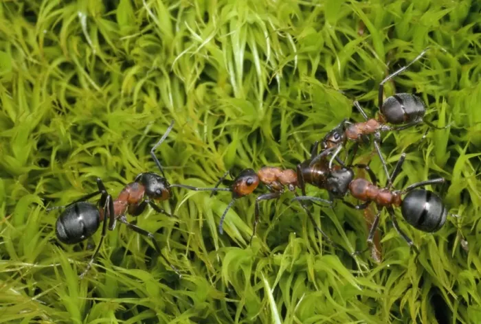 Framed Print : Wood Ants - fighting - UK Framed Print : Wood Ants - fighting - UK
