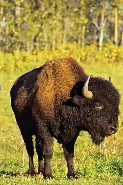 Wood Bison - bull Elk Island National Park, Alberta. MB123