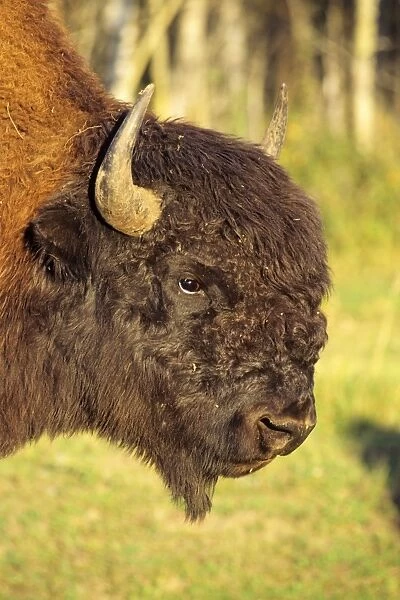 Wood bison - bull Elk Island National Park, Alberta, USA. MB122