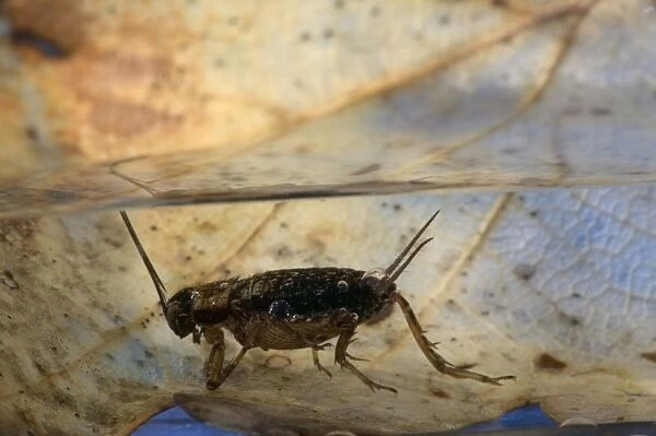 Wood cricket - When the cricket is in water, the Gordian Worm (Paragordius tricuspidatus) will emerge from its abdomen. Europe