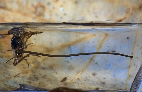 Wood cricket - When the cricket is in water, the Gordian Worm, Paragordius tricuspidatus, emerges from its abdomen. Europe