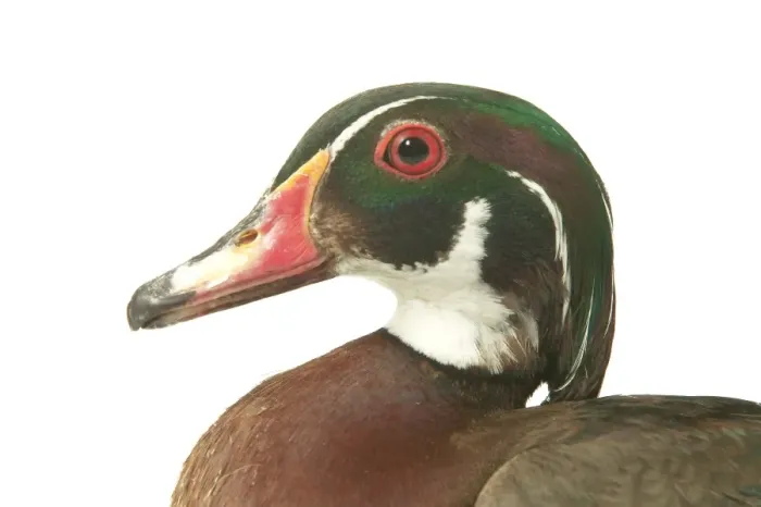 Framed Print : Wood Duck Domestic Duck Framed Print : Wood Duck Domestic Duck