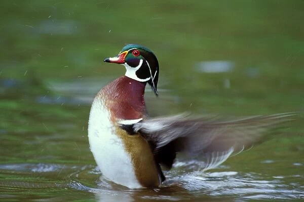 Wood Duck drake - drying wings, Pacific Northwest, spring. bd473