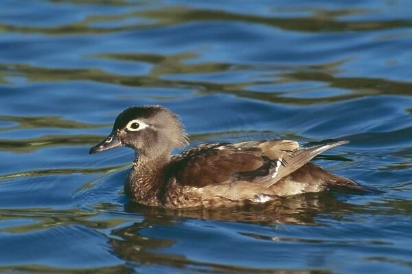 Wood Duck - female in breading plumage. New York, USA