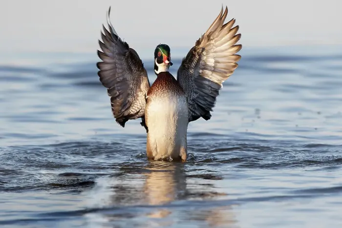 Framed Print : Wood duck male flapping wings in wetland, Marion Framed Print : Wood duck male flapping wings in wetland, Marion