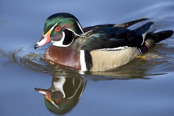 Wood Duck - male - Range: Eastern half of the US and southern Canada. Wintering in southern and south-eastern sates. In the west: from British Columbia to California. This photograph: southern California