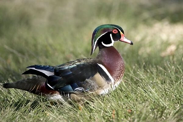 Wood Duck - male - Range: Eastern half of the US and southern Canada. Wintering in southern and south-eastern sates. In the west: from British Columbia to California. This photograph: southern California