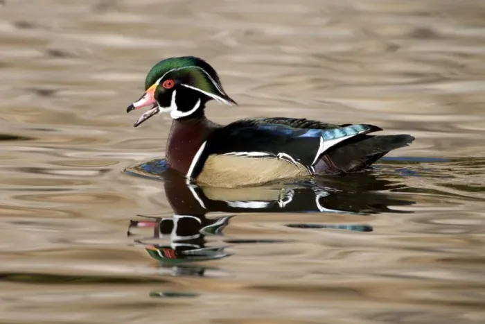 Framed Print : Wood Duck - male - Range: Eastern half of the US and southern Canada. Wintering in southern and south-eastern sates. In the west: from British Columbia to California. This photograph: southern California Framed Print : Wood Duck - male - Range: Eastern half of the US and southern Canada. Wintering in southern and south-eastern sates. In the west: from British Columbia to California. This photograph: southern California