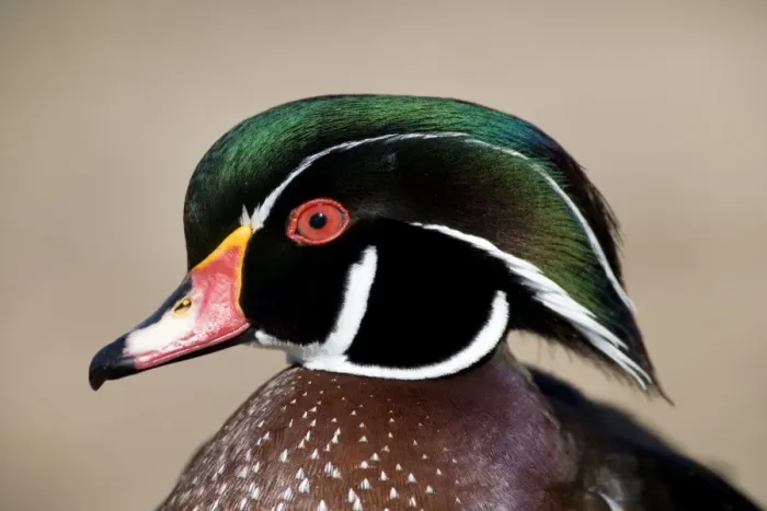 Framed Print : Wood Duck - male Range: North America Framed Print : Wood Duck - male Range: North America