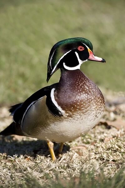 Wood Duck - male Range: North America