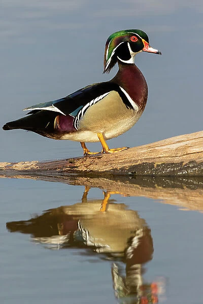 Wood duck male in wetland, Marion County, Illinois. Date: 18-04-2021