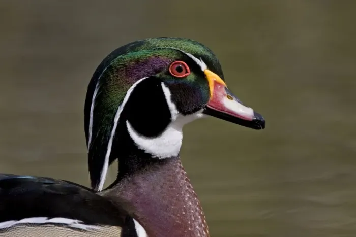 Framed Print : Wood Duck - portrait showing head detail and colours - April - Rochester - England Framed Print : Wood Duck - portrait showing head detail and colours - April - Rochester - England