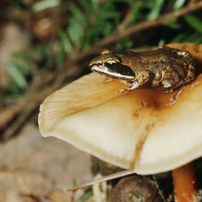 Framed Print : Wood Frog. DB-62. WOOD FROG. Rana sylvatica. Donald Burgess. Framed Print : Wood Frog. DB-62. WOOD FROG. Rana sylvatica. Donald Burgess.