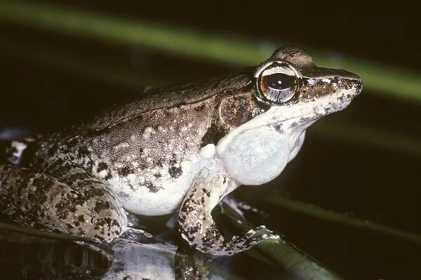 Wood Frog - calling - Australia