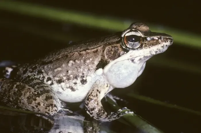 Framed Print : Wood Frog - calling - Australia Framed Print : Wood Frog - calling - Australia