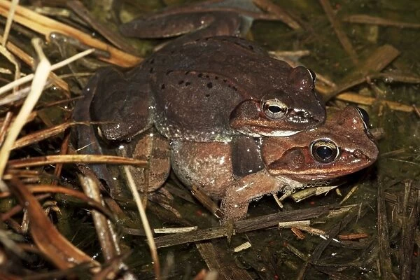 Wood Frog Pair in Amplexus (Rana sylvatica) (Lithobates sylvaticus) - New York - USA - Ranges across much of northern US and Canada - Breeds in temporary vernal ponds in early spring - Males compete for mates by 'scramble competition'
