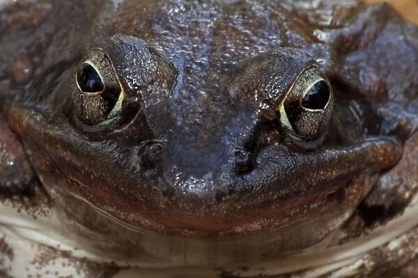 Wood Frog (Rana sylvatica) - Portrait - New York - Widespread in Northeastern U. S. and Canada to Alaska - disjunct populations found in Colorado - Wyoming - Alabama - North Dakota - Ranges farther north than any other North American reptile