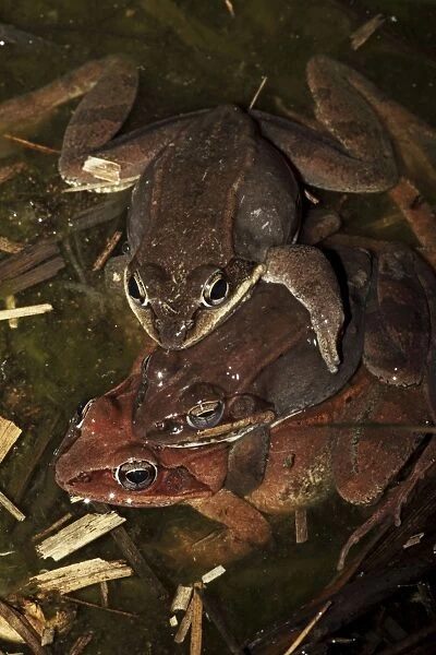 Wood Frogs males (Rana sylvatica) (Lithobates sylvaticus) attempting to mate with a single female - Males compete for mates by 'scramble competition' - New York - USA - Ranges across much of northern US