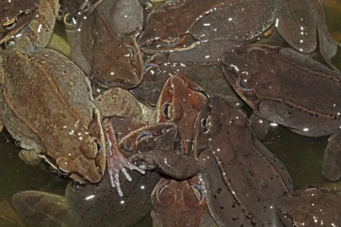 Framed Print : Wood Frogs males (Rana sylvatica) (Lithobates sylvaticus) attempting to mate with a single female - Males compete for mates by scramble competition - New York - USA - Ranges across much of northern US Framed Print : Wood Frogs males (Rana sylvatica) (Lithobates sylvaticus) attempting to mate with a single female - Males compete for mates by scramble competition - New York - USA - Ranges across much of northern US