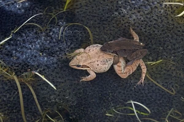 Wood Frogs - pair in amplexus - New York - Widespread in Northeastern U. S. and Canada to Alaska - disjunct populations found in Colorado - Wyoming - Alabama - North Dakota - Ranges farther north than any other North American reptile