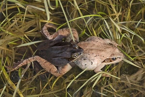 Wood Frogs (Rana sylvatica) - pair in amplexus - New York - Widespread in Northeastern U. S. and Canada to Alaska - disjunct populations found in Colorado - Wyoming - Alabama - North Dakota - Ranges farther north than any other North American reptile