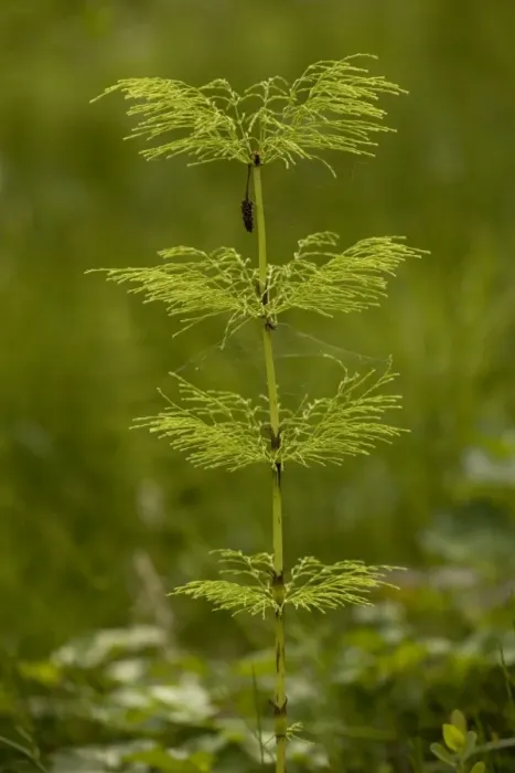 Framed Print : Wood horsetail (Equisetum sylvaticum). Widespread in north UK Framed Print : Wood horsetail (Equisetum sylvaticum). Widespread in north UK