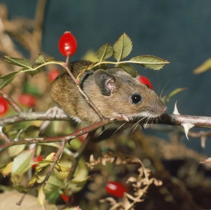 Framed Print : Wood Mouse Framed Print : Wood Mouse