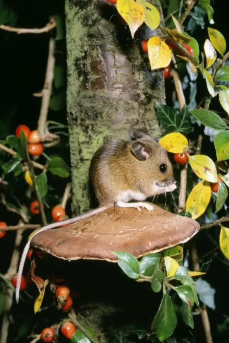 Framed Print : Wood Mouse Framed Print : Wood Mouse