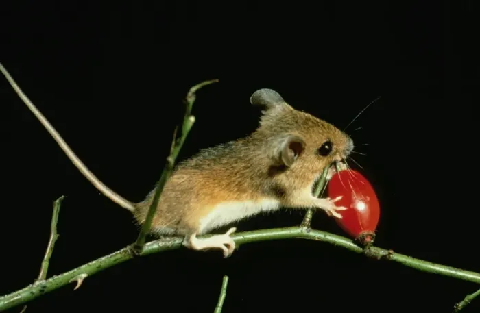 Framed Print : Wood Mouse ME 163 Rosehip Sylaemus sylvaticus © Johan De Meester / ARDEA LONDON Framed Print : Wood Mouse ME 163 Rosehip Sylaemus sylvaticus © Johan De Meester / ARDEA LONDON