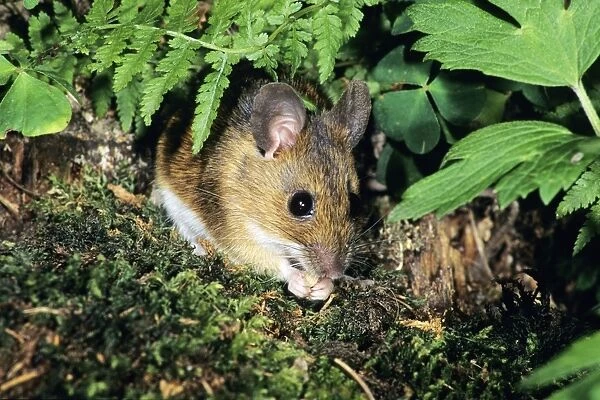 Wood Mouse - feeding on woodland floor Hessen, Germany