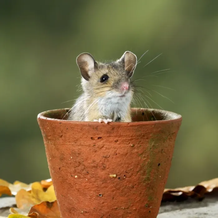 Framed Print : Wood mouse - in flower pot Bedfordshire UK 006613 Framed Print : Wood mouse - in flower pot Bedfordshire UK 006613
