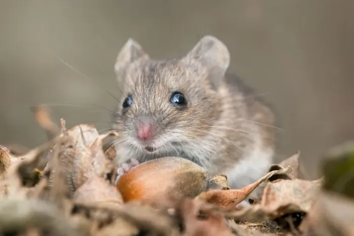 Framed Print : Wood Mouse - with hazelnut - UK Framed Print : Wood Mouse - with hazelnut - UK