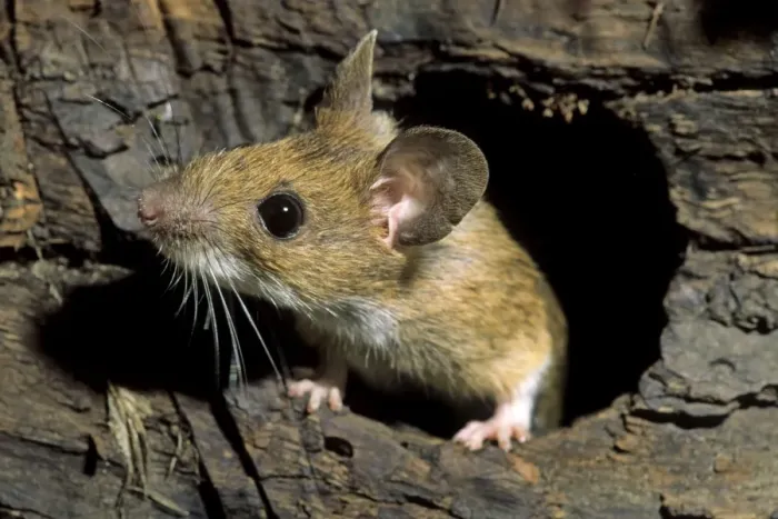 Framed Print : Wood Mouse - in hole in tree trunk Framed Print : Wood Mouse - in hole in tree trunk