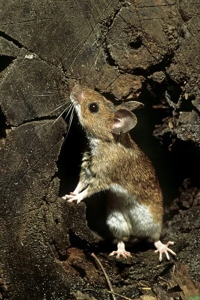 Wood Mouse - in hole in tree trunk