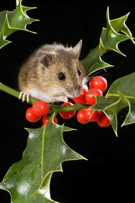 Framed Print : Wood mouse - with holly berries Bedfordshire UK 006593 Framed Print : Wood mouse - with holly berries Bedfordshire UK 006593