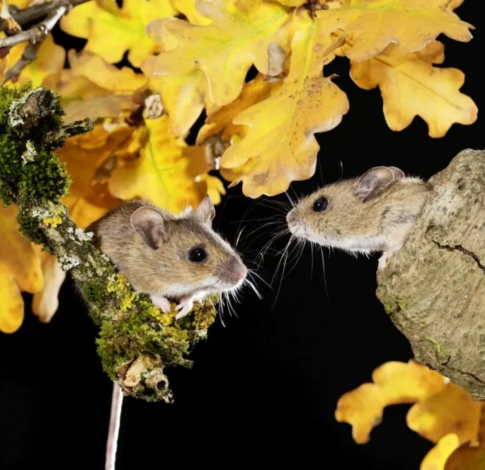 Framed Print : Wood mouse - two by nest hole in tree Bedfordshire UK oo6606 Framed Print : Wood mouse - two by nest hole in tree Bedfordshire UK oo6606