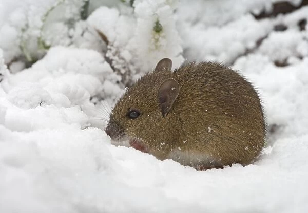 Wood mouse – searching for food in snow – side view Bedfordshire UK 003421