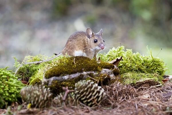 Wood Mouse - Single juvenile on moss covered rock, Wiltshire, England, UK