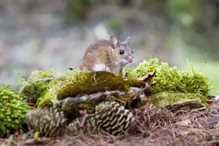 Framed Print : Wood Mouse - Single juvenile on moss covered rock, Wiltshire, England, UK Framed Print : Wood Mouse - Single juvenile on moss covered rock, Wiltshire, England, UK