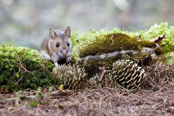 Wood Mouse - Single juvenile on moss covered rock, Wiltshire, England, UK