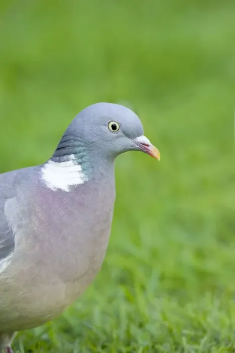 Framed Print : Wood Pigeon Framed Print : Wood Pigeon