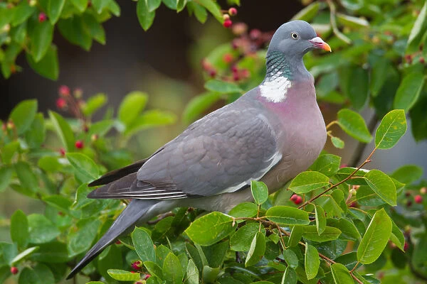 Wood Pigeon - adult bird foraging in a bush - Germany