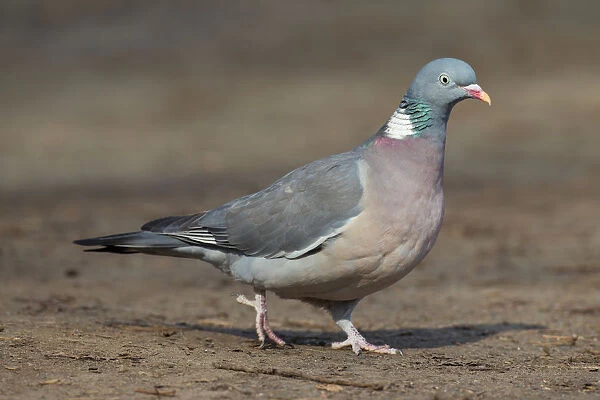 Wood Pigeon - adult bird - Germany