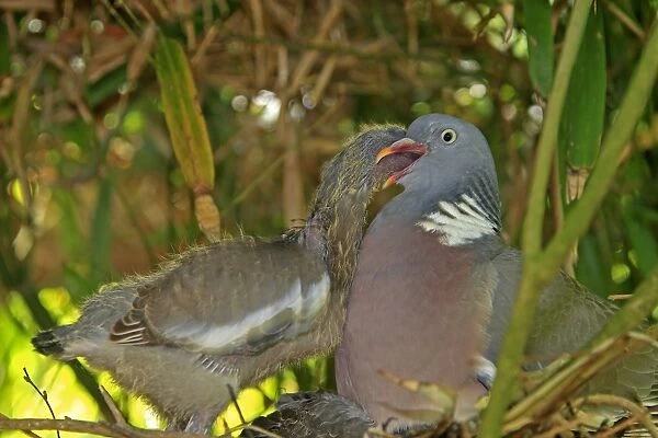 Wood pigeon - adult feeding chick. Slimbridge - UK