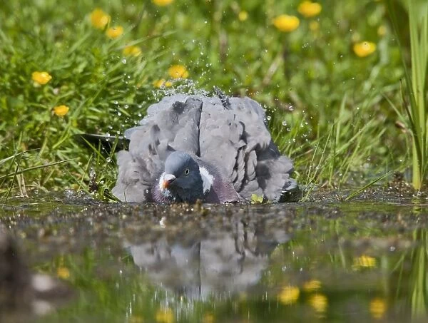 Wood Pigeon - bathing in pond - Bedfordshire UK 10205
