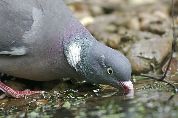 Wood Pigeon - drinking. France