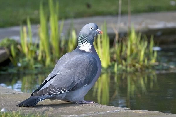 Wood Pigeon - at edge of garden pond - Lincolnshire - UK